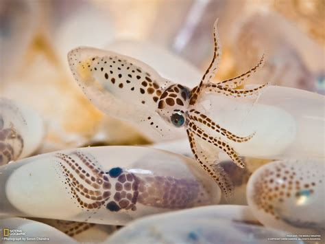 baby squid hatching : pics