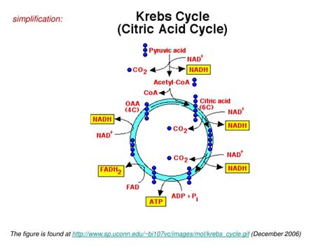 PPT - Citrate Cycle (CC) PowerPoint Presentation, free download - ID ...