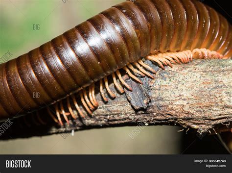 Millipede Legs On Image & Photo (Free Trial) | Bigstock