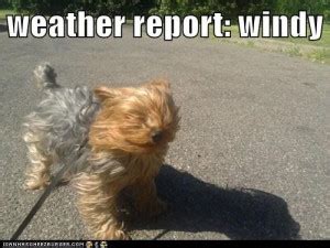 Funny Quotes About Windy Weather. QuotesGram