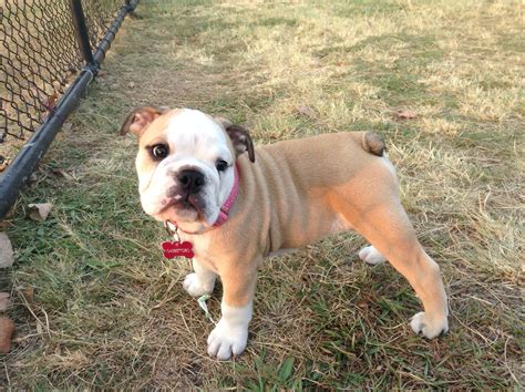 Ruby the Australian Bulldog puppy at about 12 weeks. Total princess ...