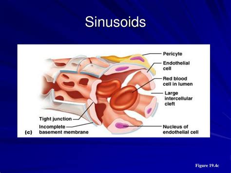 PPT - Blood Vessels PowerPoint Presentation, free download - ID:3005211