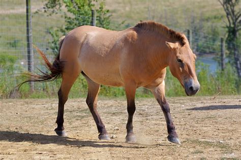 Przewalski's Horse | Wild Life World