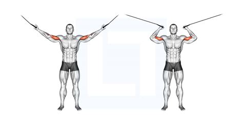 Cable Overhead Curl - Guide, Benefits, and Form