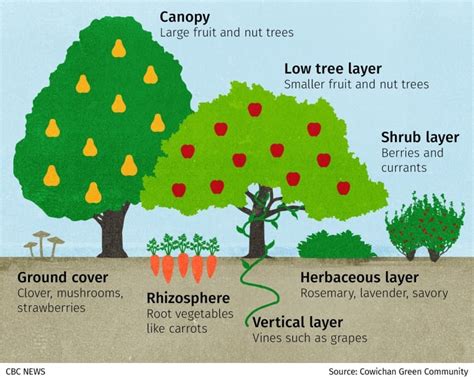 Why cities are planting more 'food forests' | CBC News