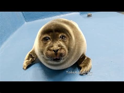 Crying Baikal Seal Original Video | Crying Seal / He Was Forced to Eat Cement When He Was 6 ...