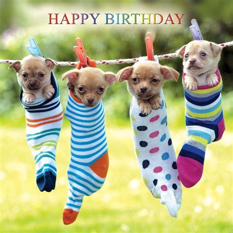 Chihuahua dogs Birthday Card Odd Socks Cute Funny Dog Lovers Greeting Card NEW | eBay