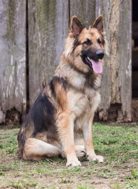 German Shepherd Husky Mix Black And Tan