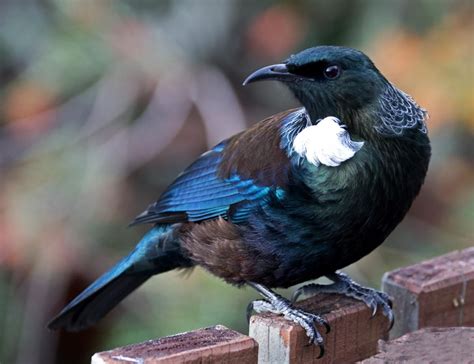 Tui | New Zealand Birds Online | Beautiful birds, Tui bird, Pet birds