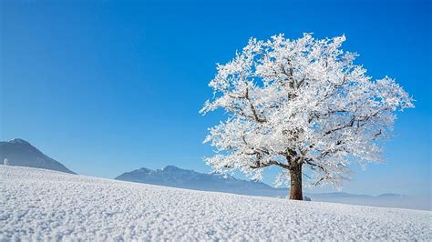 Discover more than 65 snow tree wallpaper best - in.cdgdbentre