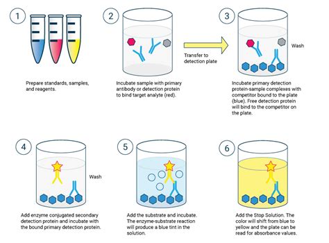 What is a Competitive ELISA? - Echelon Biosciences