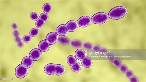 Leuconostoc Bacteria Illustration High-Res Vector Graphic - Getty Images