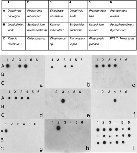 Dot blot hybridization membranes spotted with SSU rDNA amplicons of 17... | Download Scientific ...