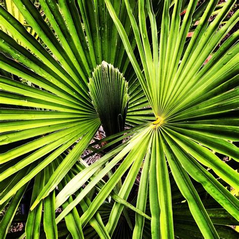 Palmetto opens | Plant leaves, Frozen in time, Plants