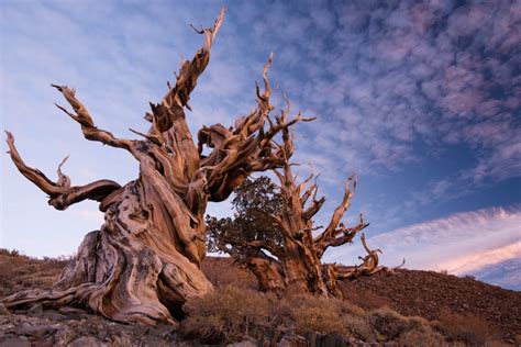 Top 10 Oldest Living Trees in the World - All Top Everything