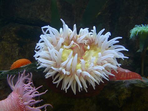 A sea anemone on display at the Moody Gardens aquarium. | Pics4Learning