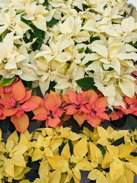 My poinsettia care guide & tips for keeping your plants healthy