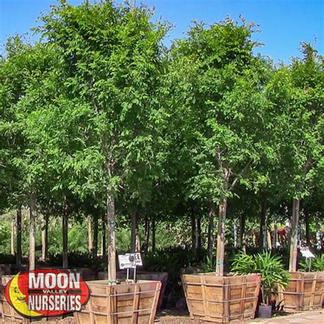 Moon Valley Nurseries - GroWest Nursery Chinese Elm 'True Green' Fast Growing Tree | Landscape ...