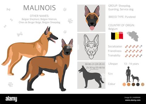 Belgian Malinois clipart. Different poses, coat colors set. Vector ...