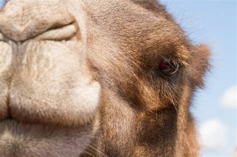 Camel eye ~ Animal Photos on Creative Market