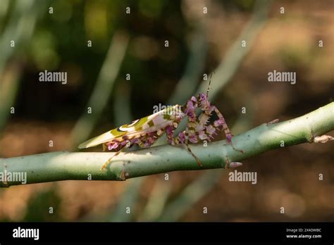 A spiny flower mantis (Pseudocreobotra ocellata) displaying its ...