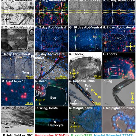 Hemocytes undergo mitosis in the hemocoel. (A) Fluorescence overlay... | Download Scientific Diagram