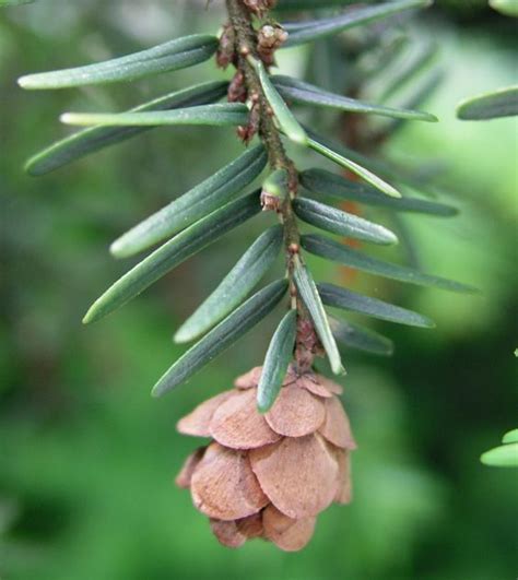 eastern hemlock tree seeds - Haydee Quick