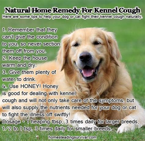 Herbal Cough Remedies For Dogs