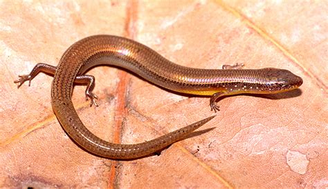 Smithsonian Insider – Speaking of skinks: short limbed, long tailed & prehistoric | Smithsonian ...