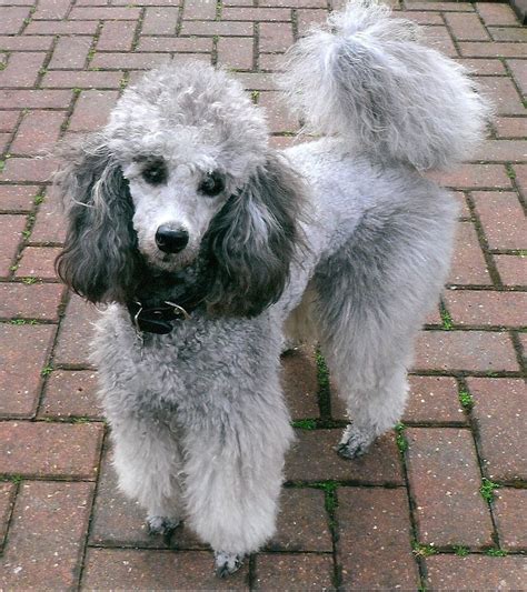 silver toy poodle puppy for sale - Rebekah Chapin