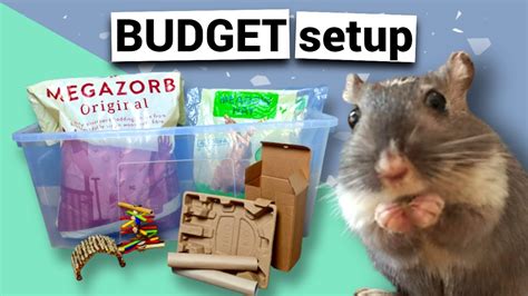 Gerbil cage setup ON A BUDGET - YouTube