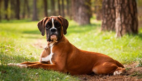 8 cosas que debes saber antes de adoptar un perro boxer