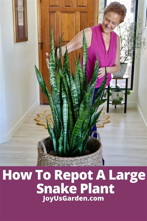 Giant Snake Plant Repotting Information - Batang Tabon