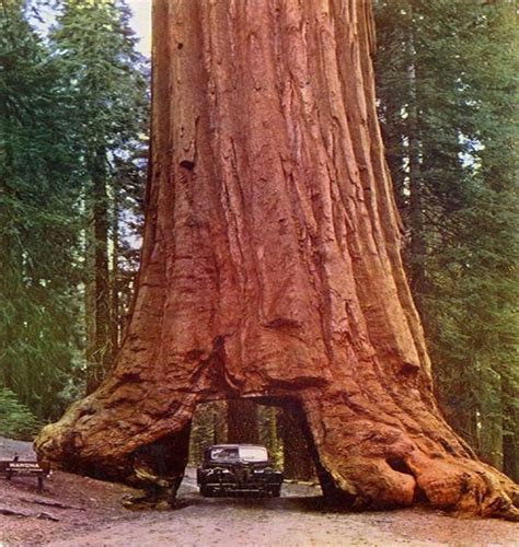 Yosemite National Park, CA - Giant Sequoias (Gallery) | Tree tunnel, National parks, Redwood tree