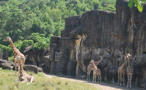 Glutton Anonymous: Keep Walking at the Taipei Zoo