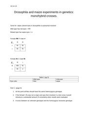 Drosophila and maize experiments in genetics lab - 10-14-13 Drosophila ...