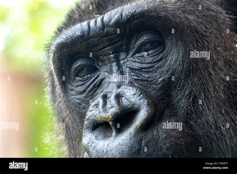 gorilla eyes close up detail looking at you Stock Photo - Alamy