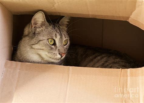 Cat Hiding In Paper Box Curious Kitten Photograph by Renata ...