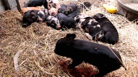 Kunekune/American Guinea Hog Piglets - YouTube