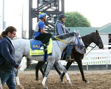 White Abarrio - Horse Profile - BloodHorse