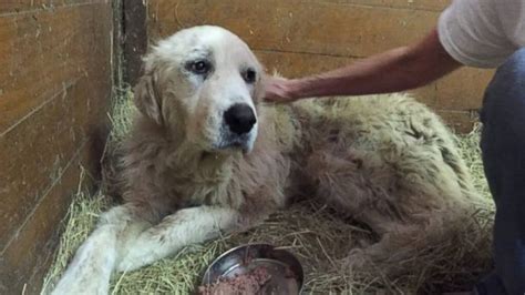 Dog Found in Dead Owner's Arms After Texas Tornado Has New Home - ABC News