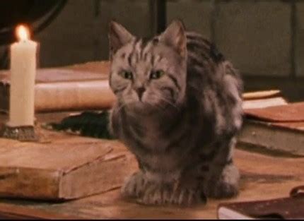 Tabby cat | Harry Potter Wiki | Fandom