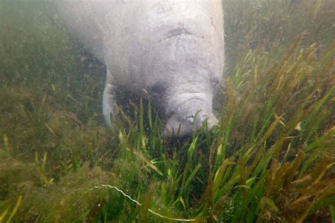 Saving Starving Manatees Will Mean Saving This Crucial Lagoon Habitat ...