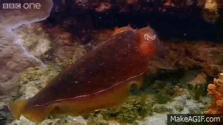 Can Cuttlefish camouflage in a living room? - Richard Hammond's ...