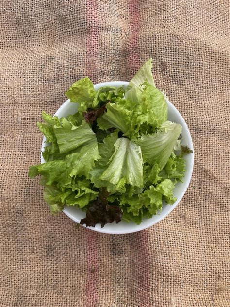 Head Lettuce Mix – Honey Tree Farm