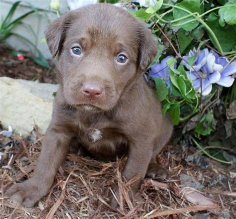 Free Silver Lab Puppies | AKC Silver Male Lab Puppy 5 weeks old www.praiseandpawssilverlabs.com ...