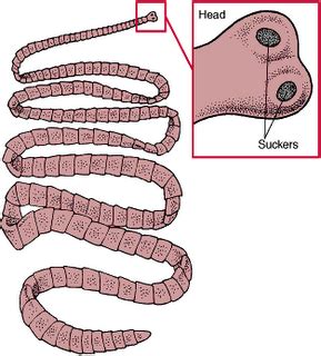 Filum Platyhelminthes (Cacing Pipih)