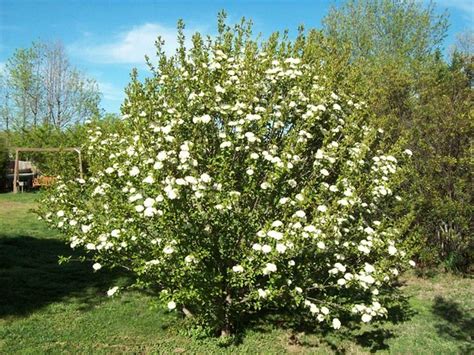 Blackhaw Viburnum | As a shrub, it typically grows 12-15' ta… | Flickr