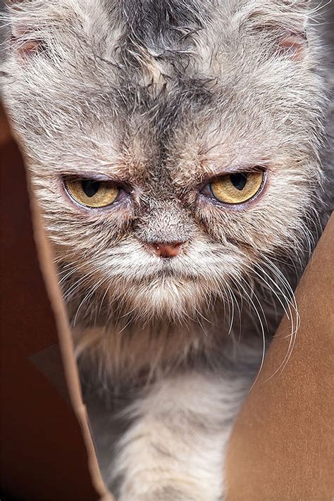 36 Of The Word’s Angriest Cats Ever Who Have Had Enough Of Your BS ...