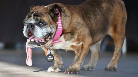 Zsa Zsa the English Bulldog, ‘World’s Ugliest Dog,’ Dies at 9 - The New York Times